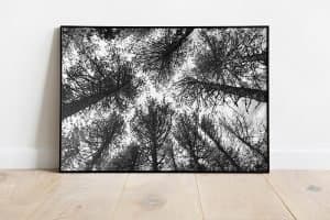 Pine trees forest photo high quality 2 Pine trees forest photo high quality