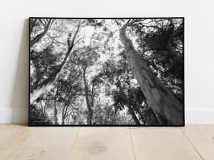 Eucalyptus trees photo 1 high quality 2 Eucalyptus trees photo 1 high quality