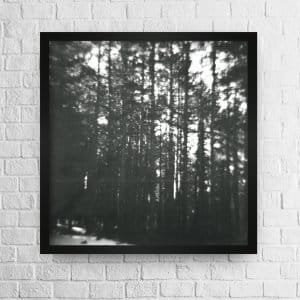 Blurry trees photo high quality 2 56 1