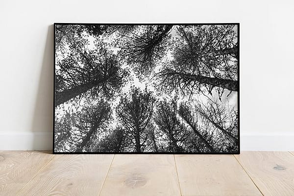 Pine trees forest photo high quality