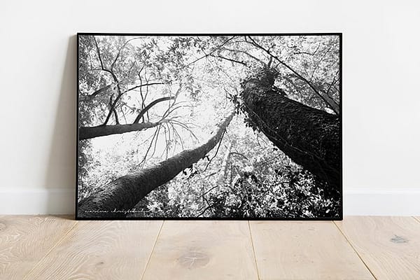 Trees photo black and white high quality