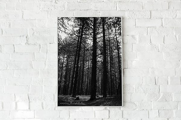 Pine Trees photo high quality