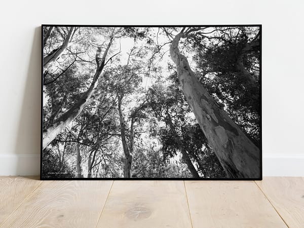 Eucalyptus trees photo 1 high quality