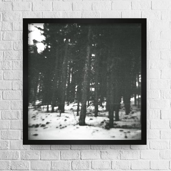 Blurry pine trees photo high quality