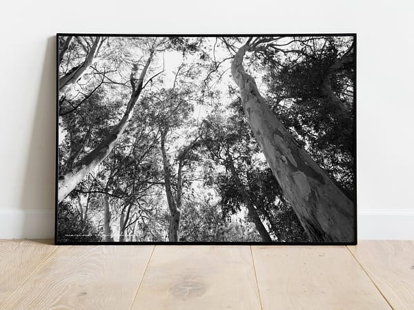 Eucalyptus trees photo 1 high quality