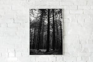 Pine Trees photo high quality 2 Pine Trees photo high quality