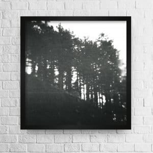 Blurry pine trees in line photo high quality 2 Blurry pine trees in line photo high quality