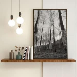 Pine trees photo high quality 3 59b