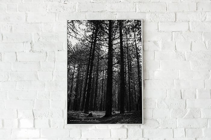 Pine Trees photo high quality 1 Pine Trees photo high quality